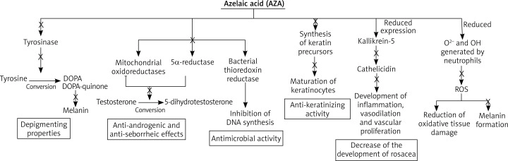 杜鵑花酸作用機轉示意圖，展示其抗發炎、抗氧化、抗菌、抑制黑色素生成等多重作用途徑