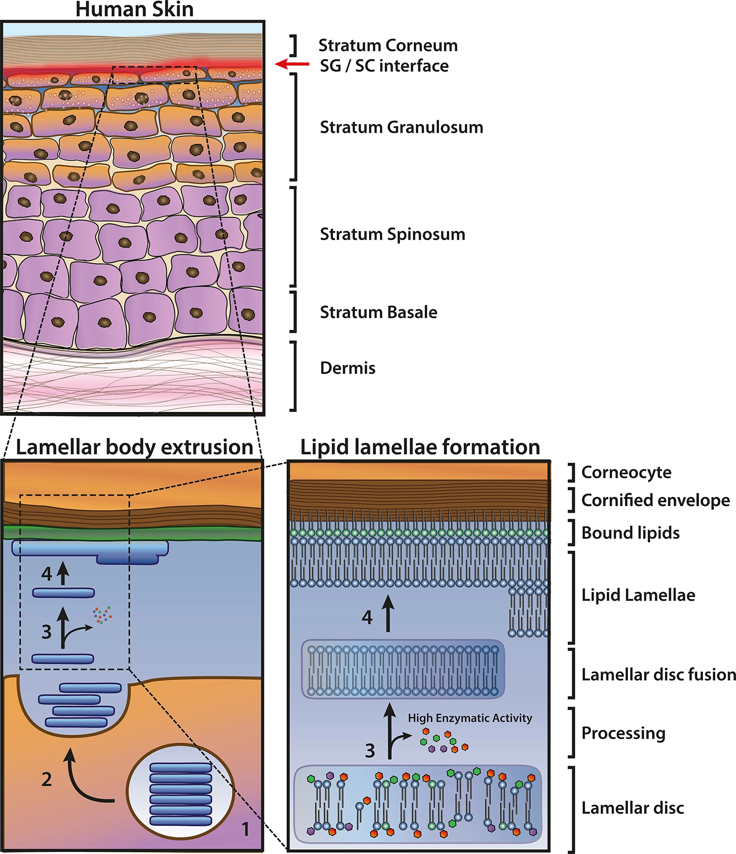 表皮層結構示意圖：從基底層到角質層的分化過程與脂質層板形成