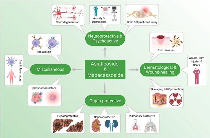 積雪草苷和羥基積雪草苷的藥理活性總覽圖