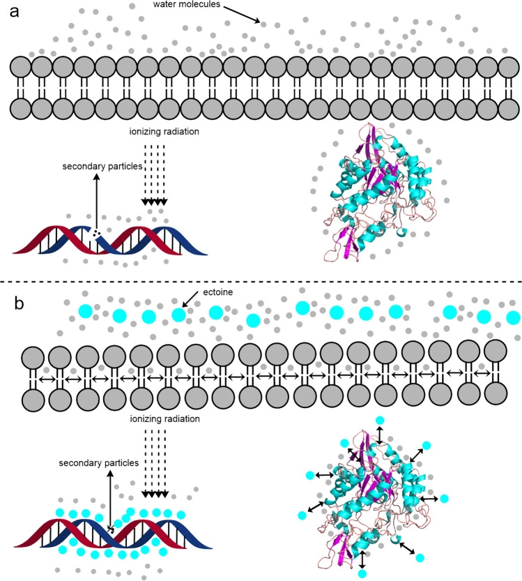 依克多因水合層保護機制示意圖，展示優先排斥原理如何穩定細胞膜與蛋白質結構