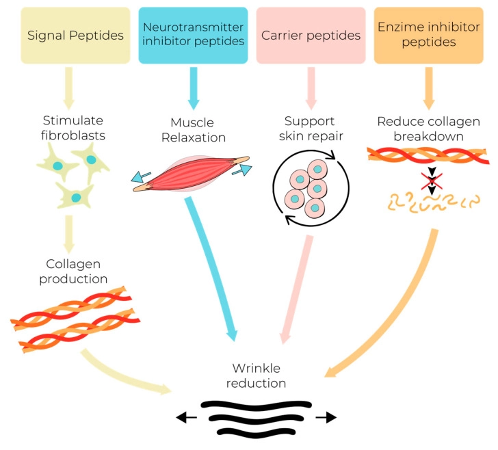 胜肽透過多種機轉達到抗皺效果的示意圖