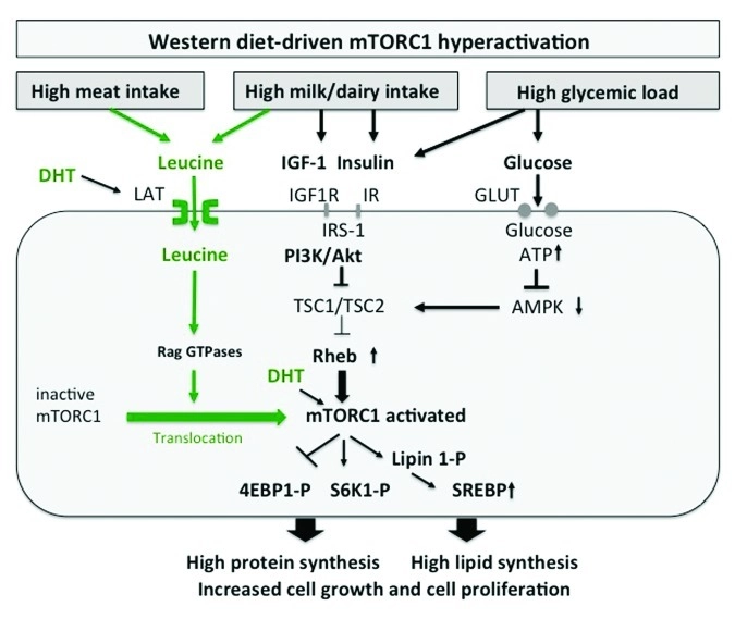 mTORC1 訊號路徑示意圖：leucine、IGF-1、insulin、glucose 協同活化 mTORC1，促進皮脂腺脂質合成