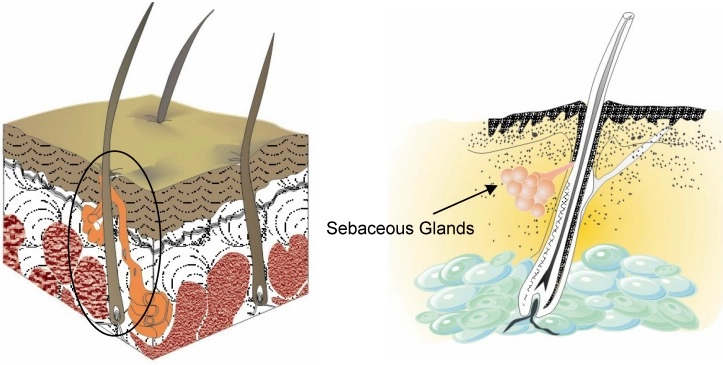 皮膚結構與皮脂腺示意圖