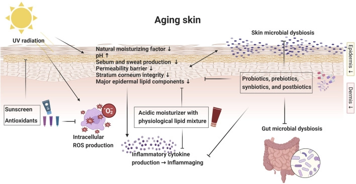老化皮膚的屏障變化與介入策略