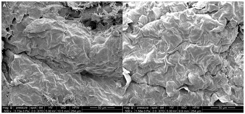 掃描式電子顯微鏡下，未處理皮膚（左）與塗了高分子量玻尿酸後的皮膚表面（右）對照